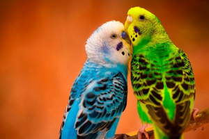 Як навчити хвилястий папуга до розмови: 7 кроків Як навчити хвилястий папуга до розмови: 7 кроків